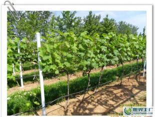 優質葡萄酒OEM加工-煙臺大型葡萄種植、釀造基地-浩源_食品、飲料_世界工廠網中國產品信息庫