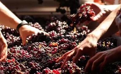 從葡萄酒加工視角，解析高端紅酒與低端紅酒的根本區別